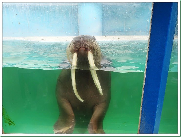 20140725_002 小樽水族館 127s