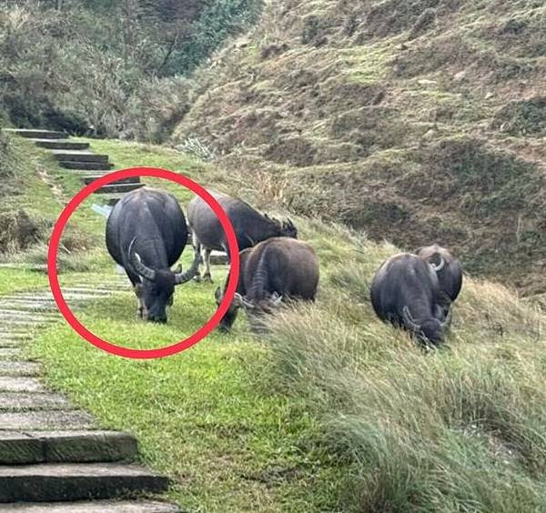 「水牛精神」水牛伯沒架子髒兮兮挖水溝 網友感動淚推/「雖敗猶