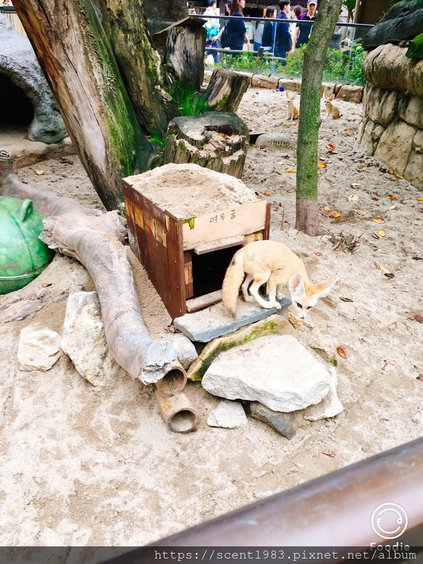 【國外旅遊】韓國「愛寶樂園Everland」全球最陡木軌雲霄