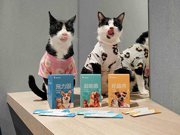 🐈〔寵物×保健〕我的毛孩 | 讓我更安心的後盾—寵物保健品全