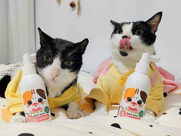 🐈〔寵物×食品〕汪咪博士-貓專用口腔保健噴液 | 貓界香吻大