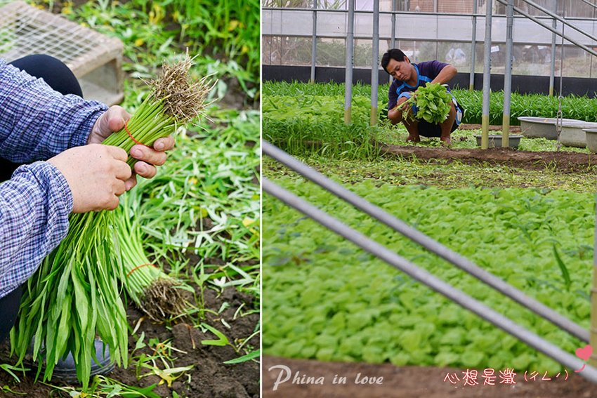 21農事體驗拔菜趣A002 拷貝.jpg