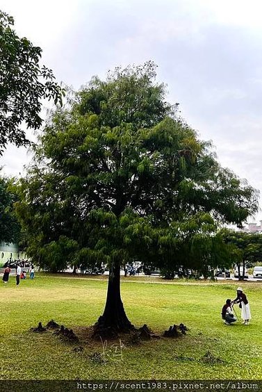 ＊【台南開箱】超酷的城市森林「巴克禮紀念公園」荒野公園，你我