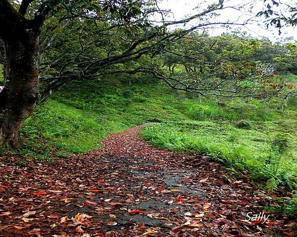 IMGP1440-01.jpg