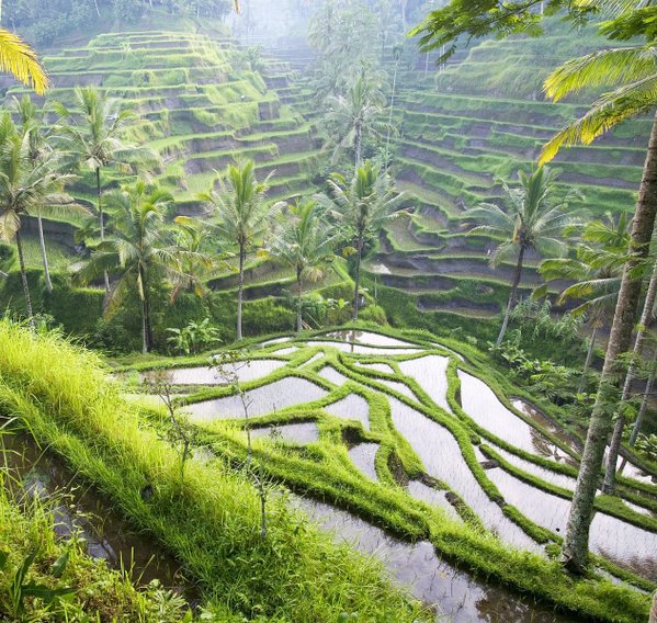 Terraced_Rice_Paddies_Ubud_Area_Bali_Indonesia[1].jpg