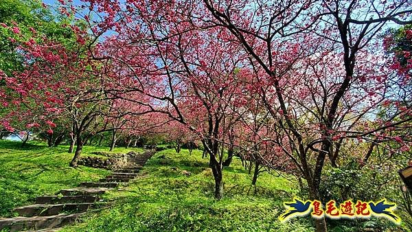 2024陽明山花季の湖山秘境環狀步道 (39).jpg