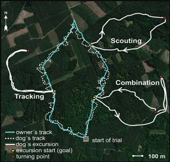 發現狗狗靠南北短跑定位，找出最佳回家路線內建超強GPS-動物