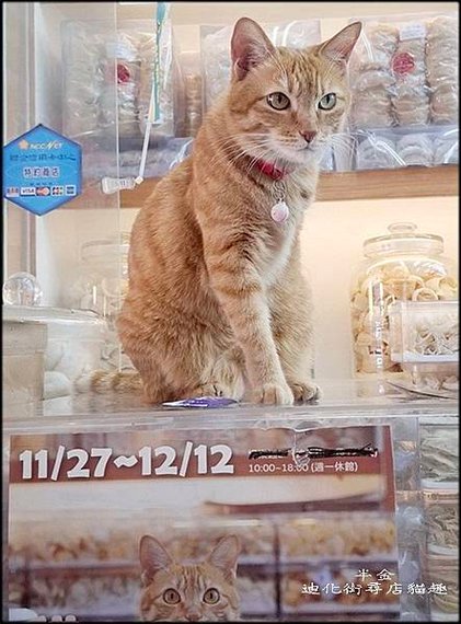 迪化街尋店貓趣_045.jpg