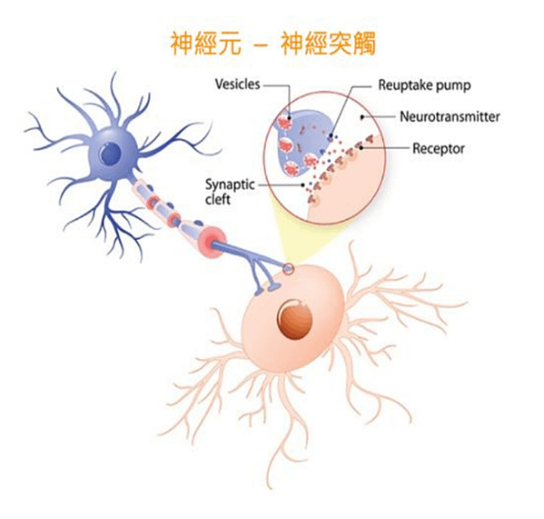 神經傳導物質在健康與疾病中的關鍵角色