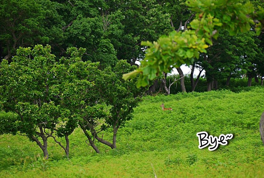 北海道｜Ｄ4-2 [知床半島] 與瑕夷鹿的約會。知床自然步道