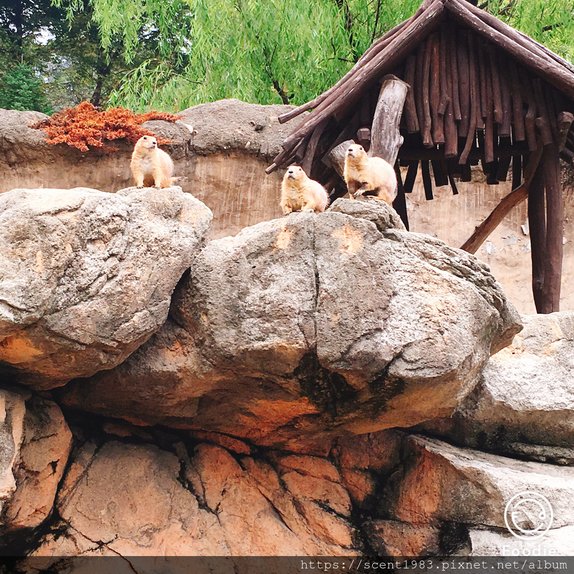 【國外旅遊】韓國「愛寶樂園Everland」全球最陡木軌雲霄