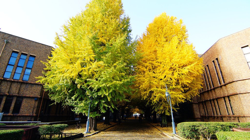 東京大學