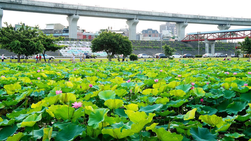 疏洪荷花公園