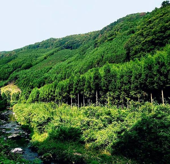 電影「古都」的舞台　京都・北山杉之里 中川