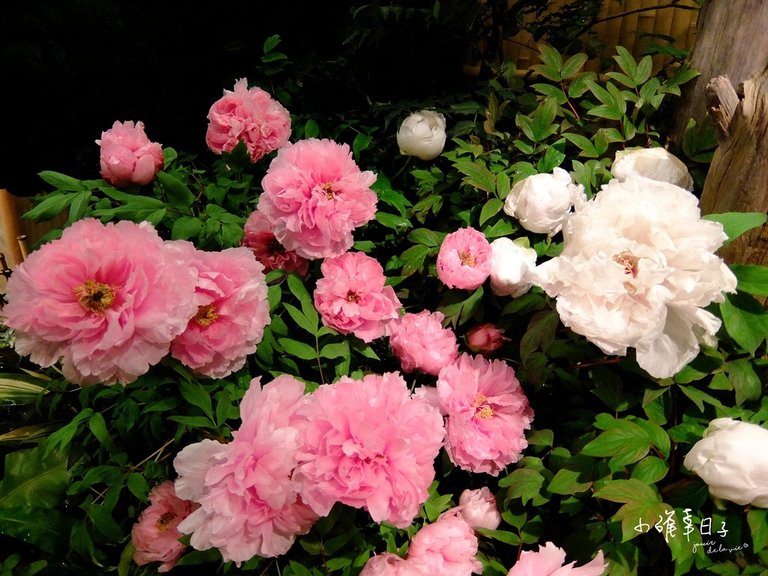 DSCF7307.jpg