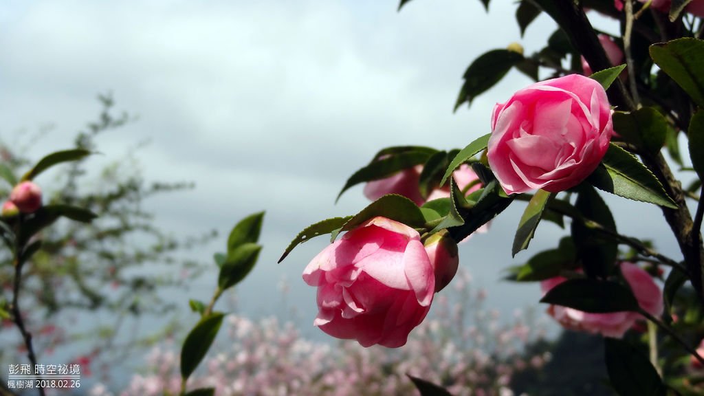 新北市淡水『楓樹湖木蓮花』
