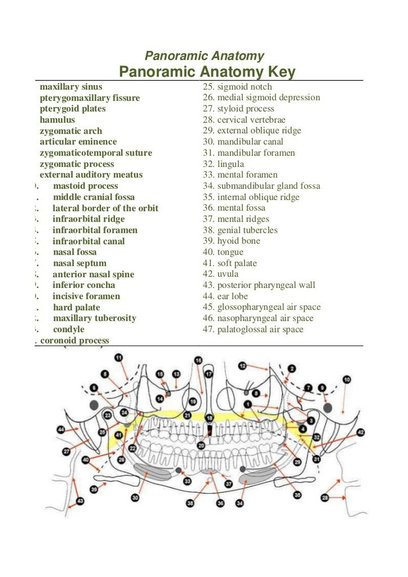 panoramic-anatomy-1-728