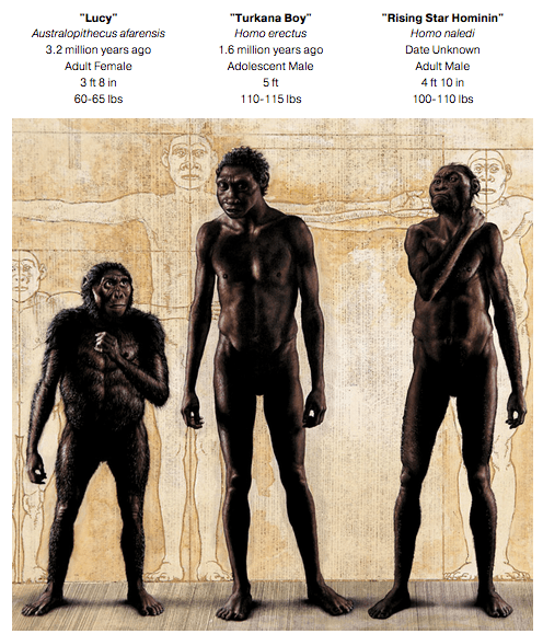 納萊迪人Homo naledi已經滅絕的人科物種「埋葬遺體」