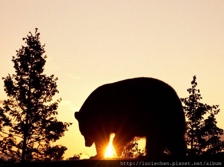 Black_Bear_at_Sunrise-1600x1200