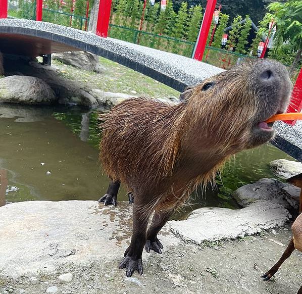 花蓮壽豐張家韓園（韓服體驗、親近與餵食小動物、九宮格火鍋與下