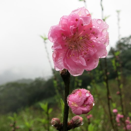 木柵杏花林!