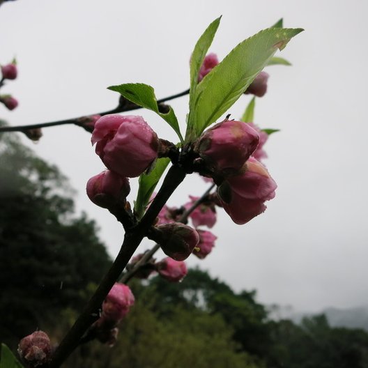 木柵杏花林!