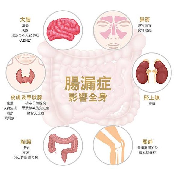 大腸-器官