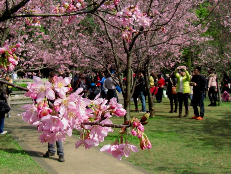 陽明山花季2013_10.jpg