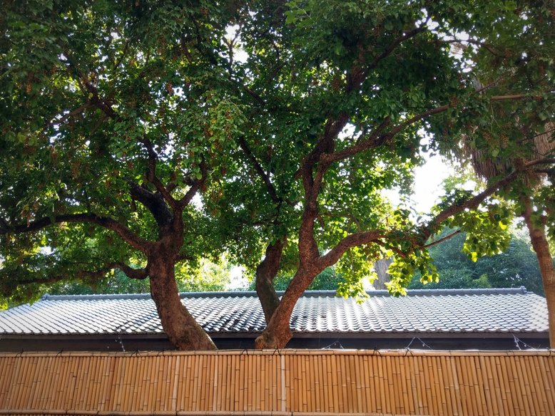 【城南】漫步錦町(一)從金華街穿越舊時空！榕錦時光ｘ錦町日式