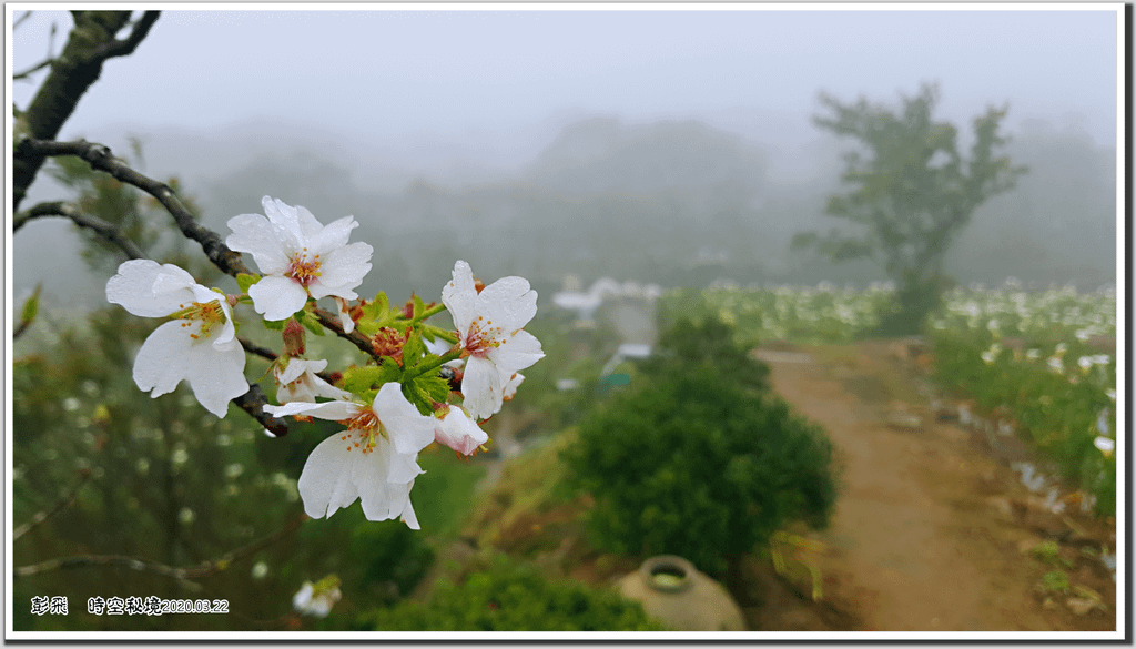 竹子湖三月的海竽與櫻花