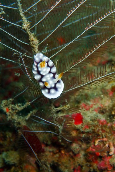 P8052117幾何多彩海蛞蝓Chromodoris geometrica.jpg