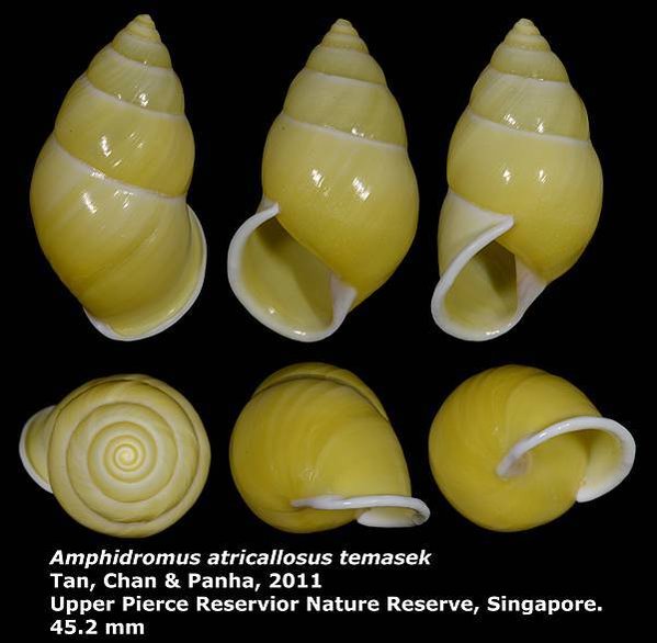 Amphidromus atricallosus temasek 45.2mm