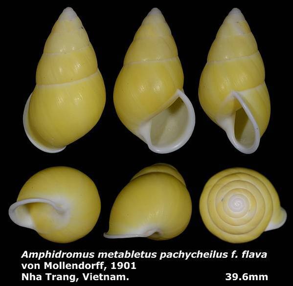 http://leechitse66.blogspot.tw/2016/04/amphidromus-metabletus-pachycheilus-f_6.html