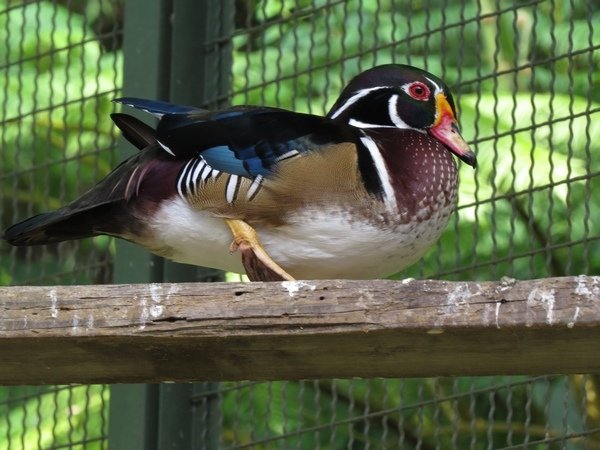 森林鳥花園(類)14.JPG