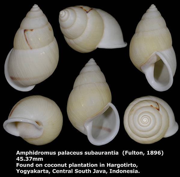 Amphidromus palaceus subaurantia 45.37mm