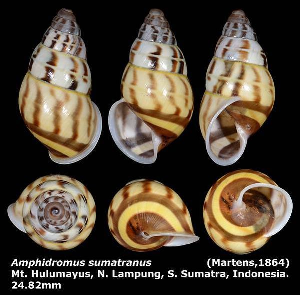 Amphidromus sumatranus 24.82mm