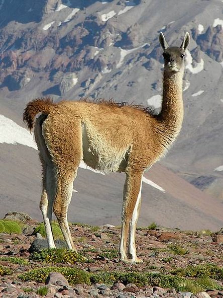 Guanaco_de_San_Carlos.jpg