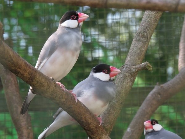 森林鳥花園(類)2.JPG