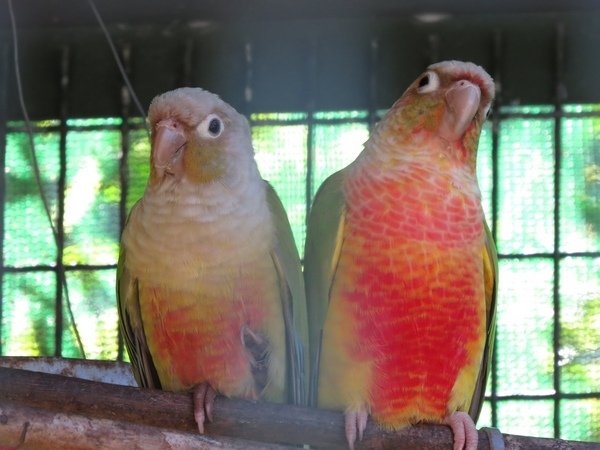 森林鳥花園(類)4.JPG