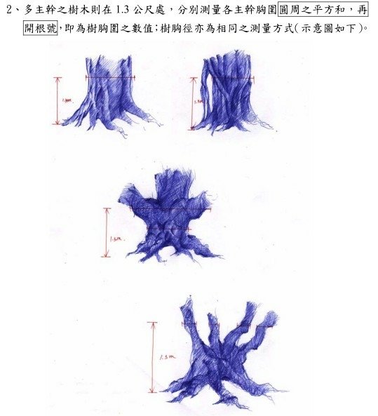 湖口大園山陣地，發現百年老樹群-木麻黃，拯救老樹-請縣政府固