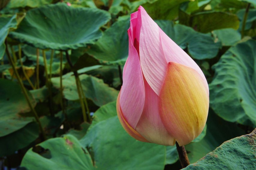 台南白河蓮花