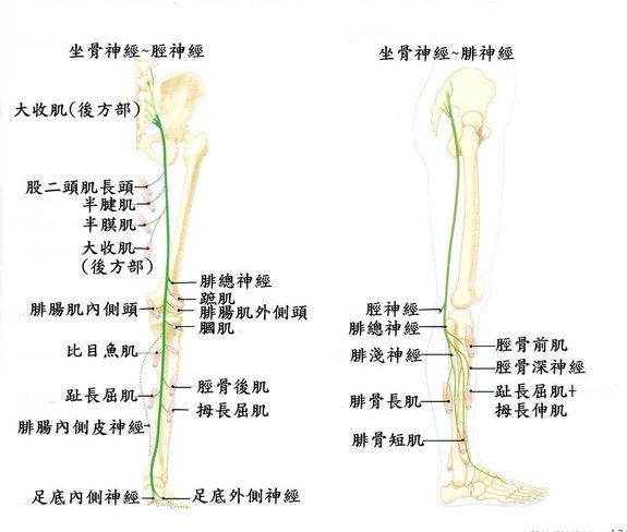 坐骨神經