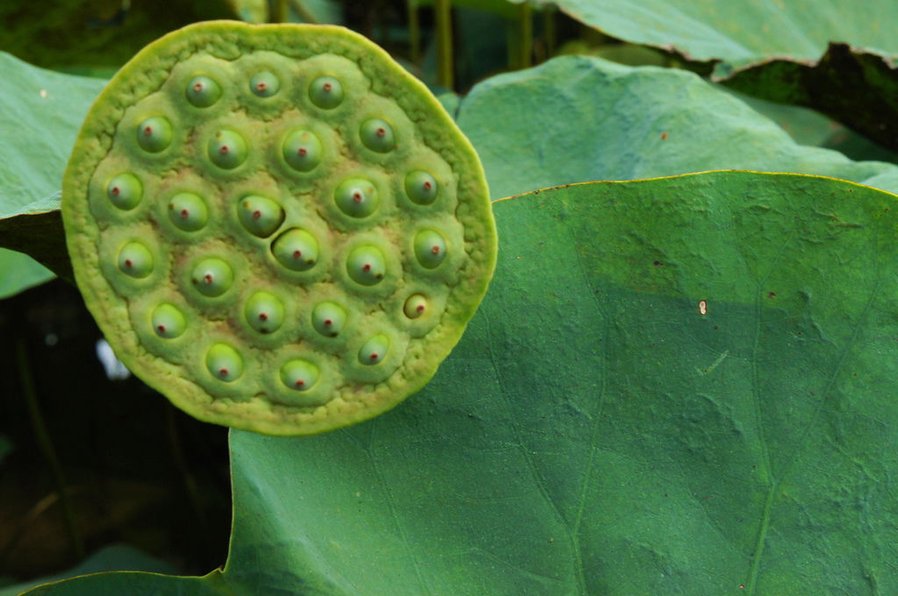 台南白河蓮花