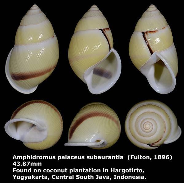 Amphidromus palaceus subaurantia 43.87mm