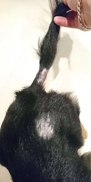 臘腸吃舒敏豐毛.jpg