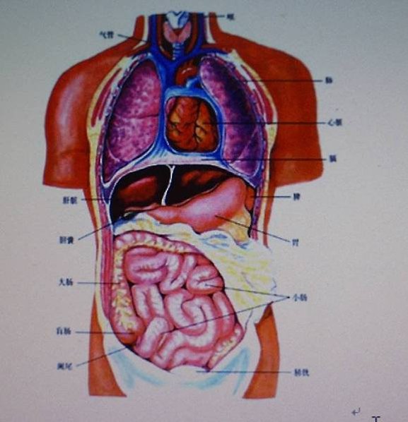 肺心肝膽脾胃圖