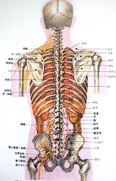 驅幹後穴位體表深層解剖