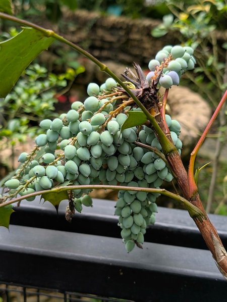 台北植物園遊記：都市叢林中的寧靜角落