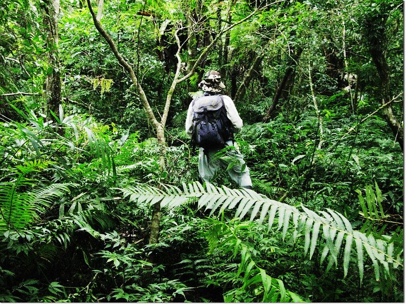 802山頭下低鞍蕁麻科植物、蕨類植物區 1