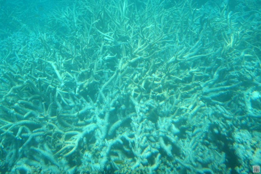 Great Barrier Reef Adventures8873.jpg